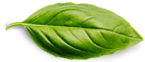 Über uns 1 basil leaf