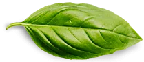 basil leaf